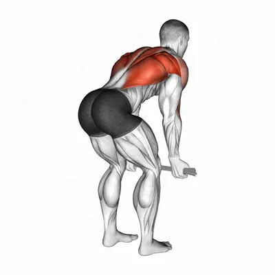 Bent over Row with Towel exercise targeting Back