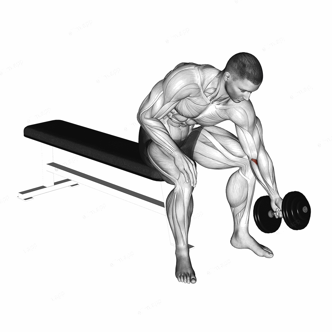 Dumbbell Seated One Arm Rotate exercise targeting Forearms and Wrist Flexors