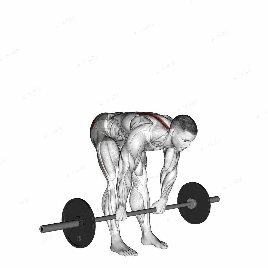 Barbell Stiff Legged Deadlift exercise targeting Hips and Erector Spinae