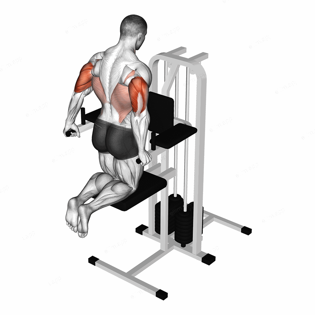 Assisted Triceps Dip (kneeling) exercise targeting Upper Arms and Triceps Brachii