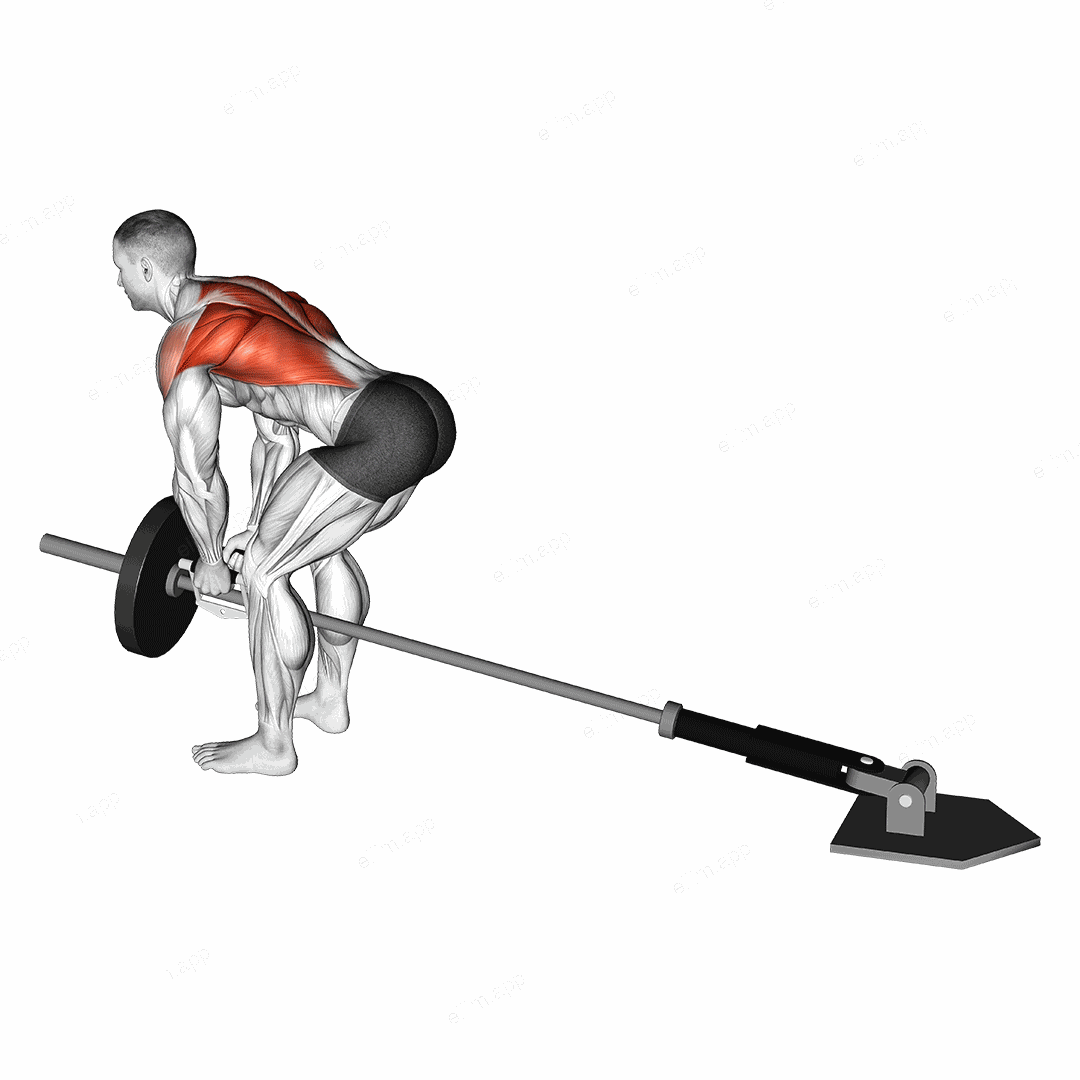 Lever Bent-over Row with V-bar (plate loaded) exercise targeting Back and Infraspinatus
