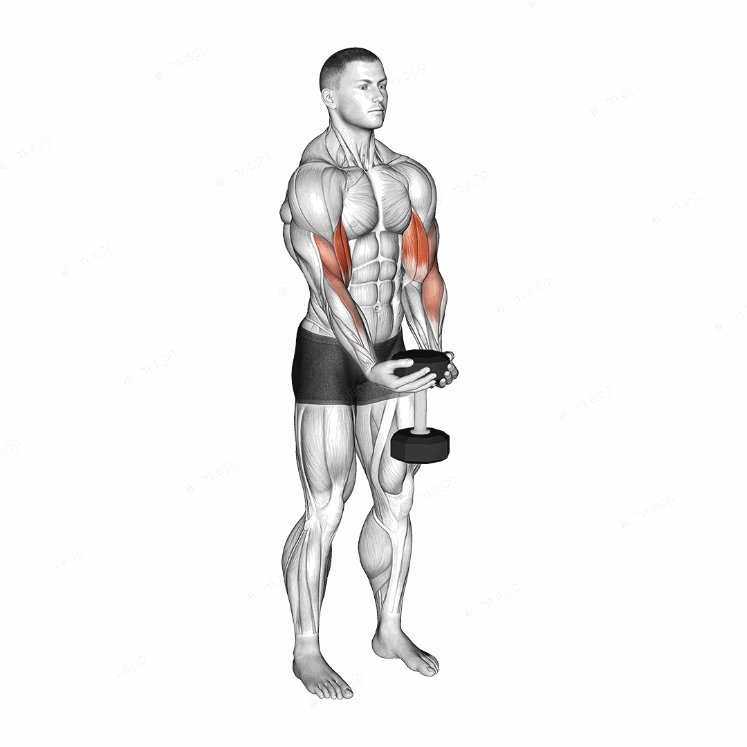 Dumbbell Waiter Biceps Curl exercise targeting Upper Arms and Biceps Brachii