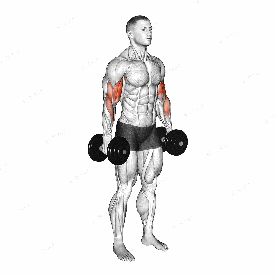 Dumbbell Standing Biceps Curl exercise targeting Upper Arms and Biceps Brachii