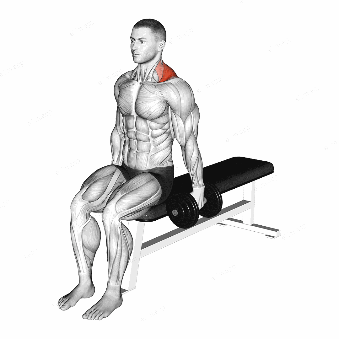 Dumbbell Seated Gittleson Shrug exercise targeting Back