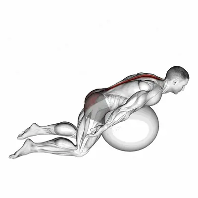 Exercise Ball Back Extension With Arms Extended exercise targeting Back and Erector Spinae