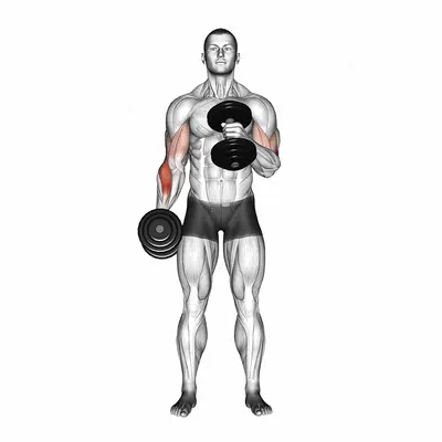 Dumbbell Cross Body Hammer Curl exercise targeting Forearms and Brachioradialis