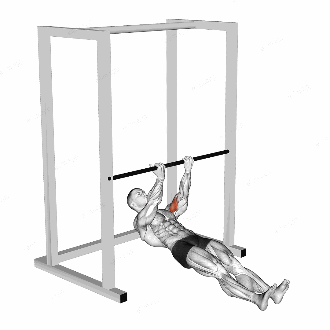 Bar Biceps Curl exercise targeting Upper Arms