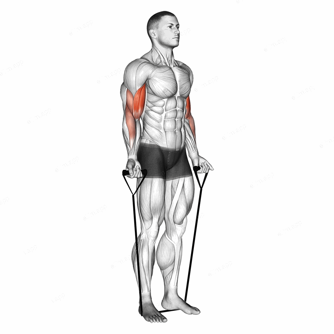 Band alternating biceps curl exercise targeting Upper Arms and Biceps Brachii