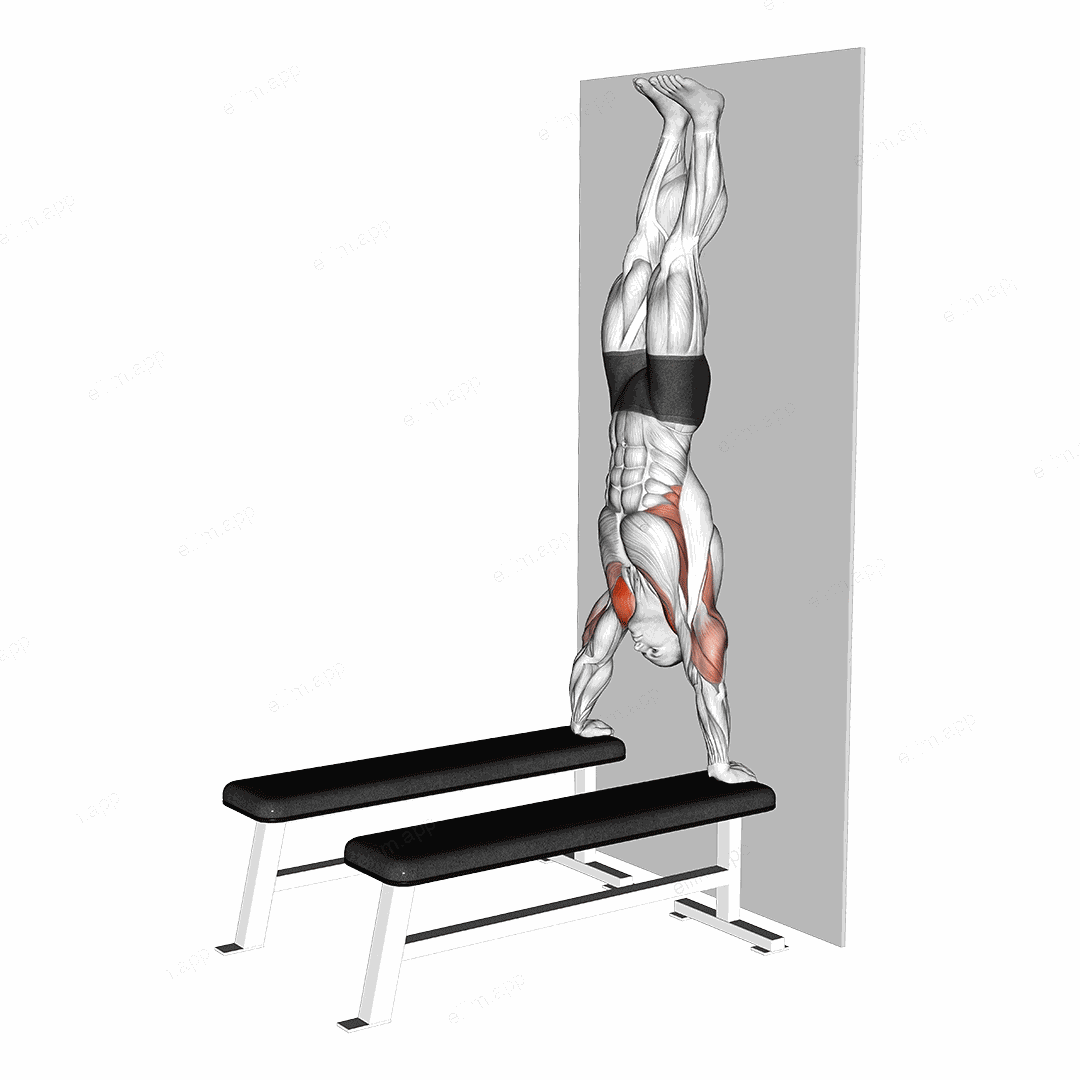 Handstand Shoulder Press with Wall (between benches) exercise targeting Shoulders