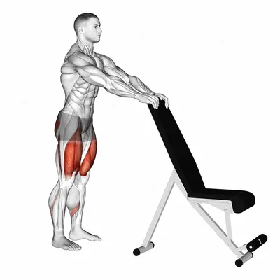 Potty Squat with Support exercise targeting Hips and Gluteus Maximus