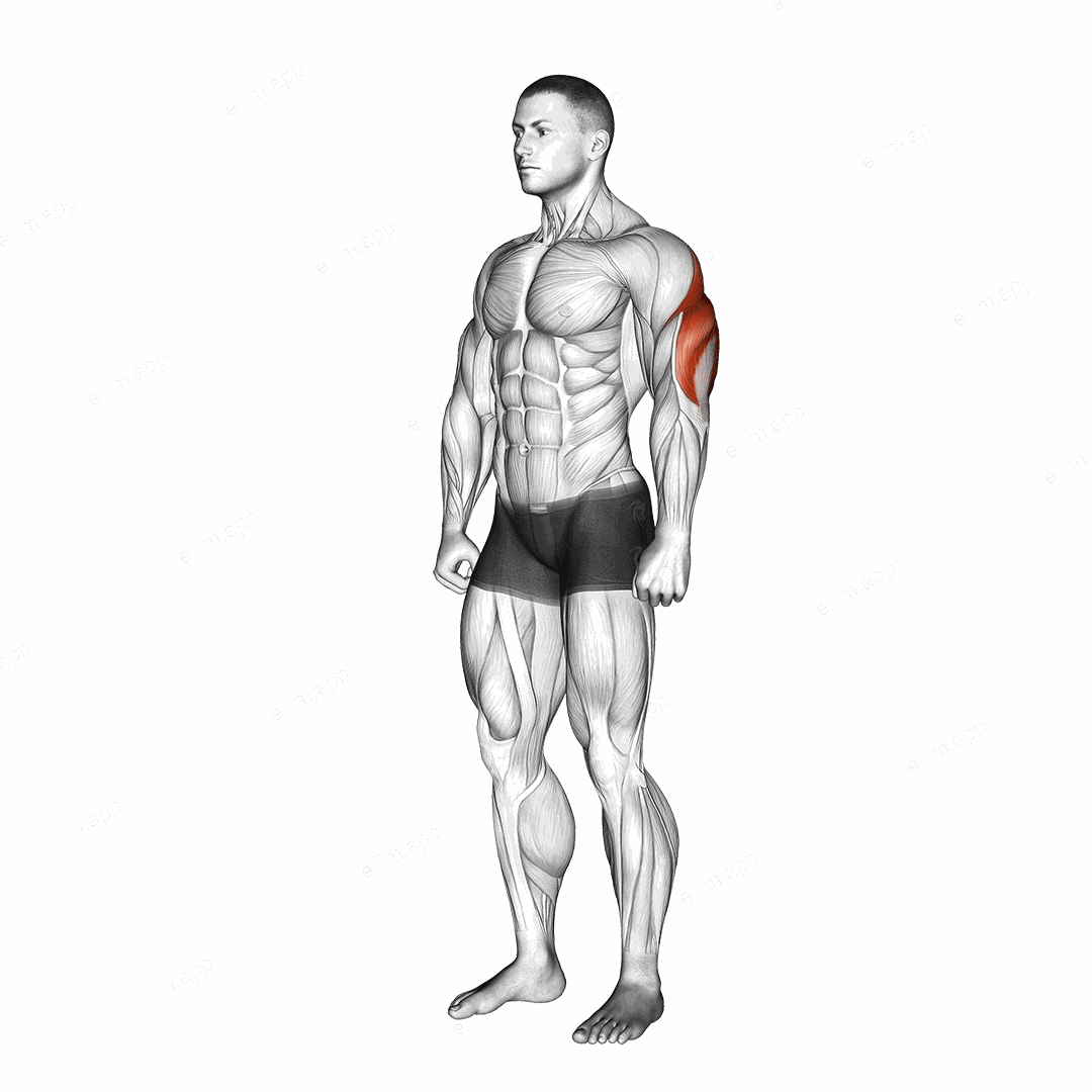Triceps Stretch exercise targeting Upper Arms and Triceps Brachii