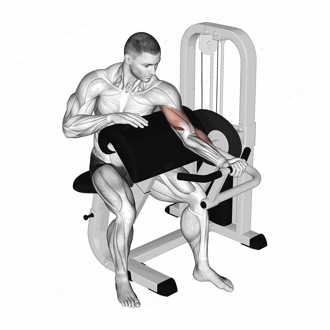 Lever Preacher Curl (Turned Torso) exercise targeting Upper Arms and Brachialis
