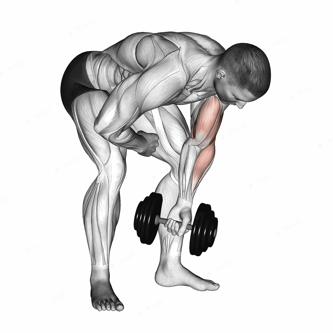 Dumbbell Standing One Arm Concentration Curl exercise targeting Upper Arms and Brachialis