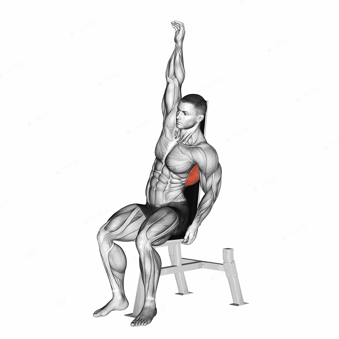 Seated Lower Back Stretch exercise targeting Back and Latissimus Dorsi