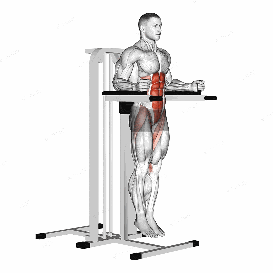 Vertical Leg Raise (on parallel bars) exercise targeting Hips and Iliopsoas