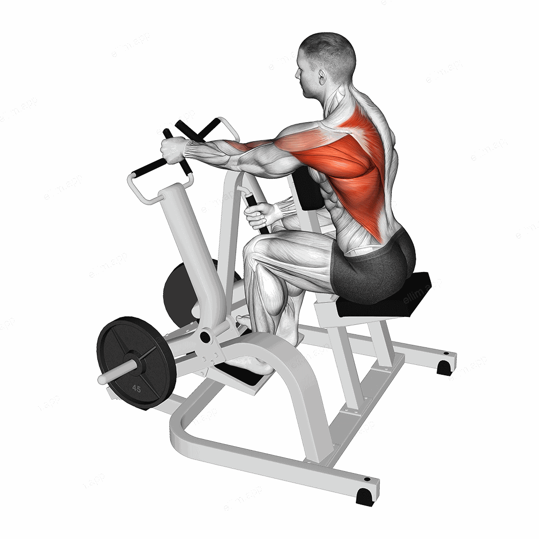 Lever Alternating Narrow Grip Seated Row (plate loaded) exercise targeting Back and Infraspinatus