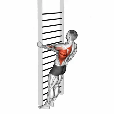 Bodyweight Standing Close-grip One Arm Row exercise targeting Back and Infraspinatus
