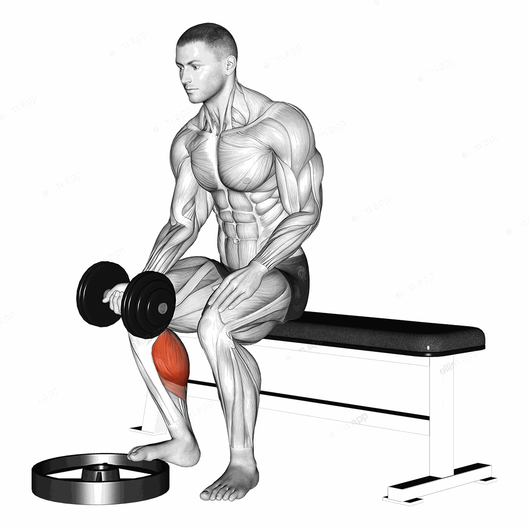 Dumbbell Seated One Leg Calf Raise - Palm up exercise targeting Calves and Gastrocnemius