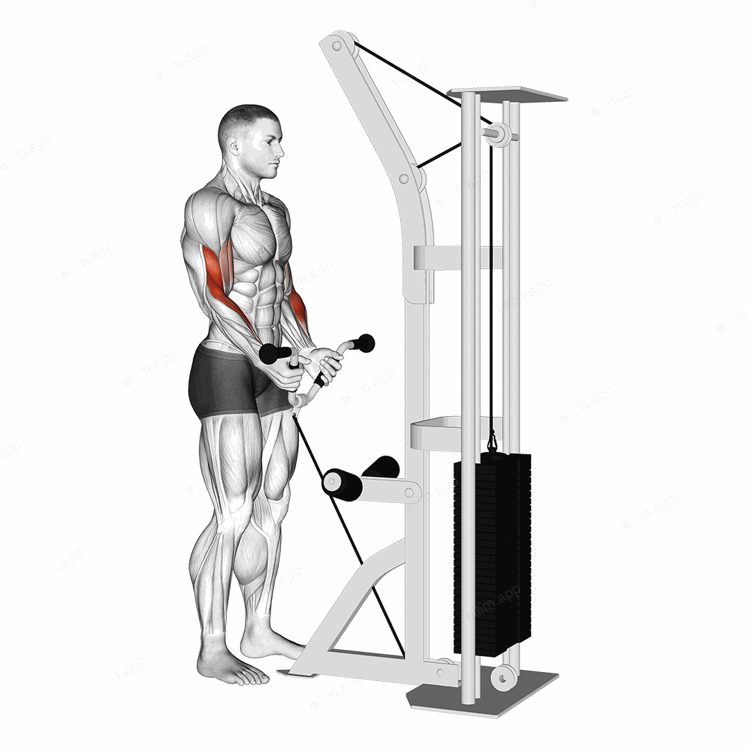 Cable Curl with Multipurpose V bar exercise targeting Forearms