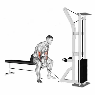 Cable Concentration Curl exercise targeting Upper Arms