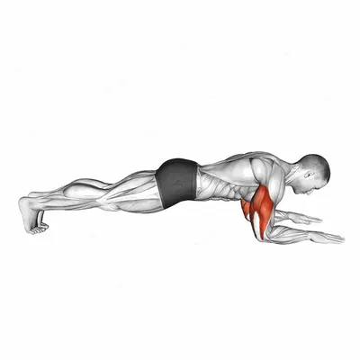 Bodyweight Triceps Extension from Plank Position exercise targeting Upper Arms