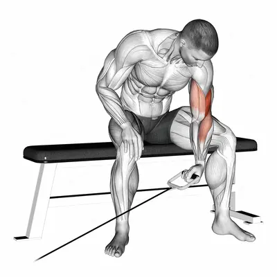 Cable Seated One Arm Concentration Curl exercise targeting Upper Arms