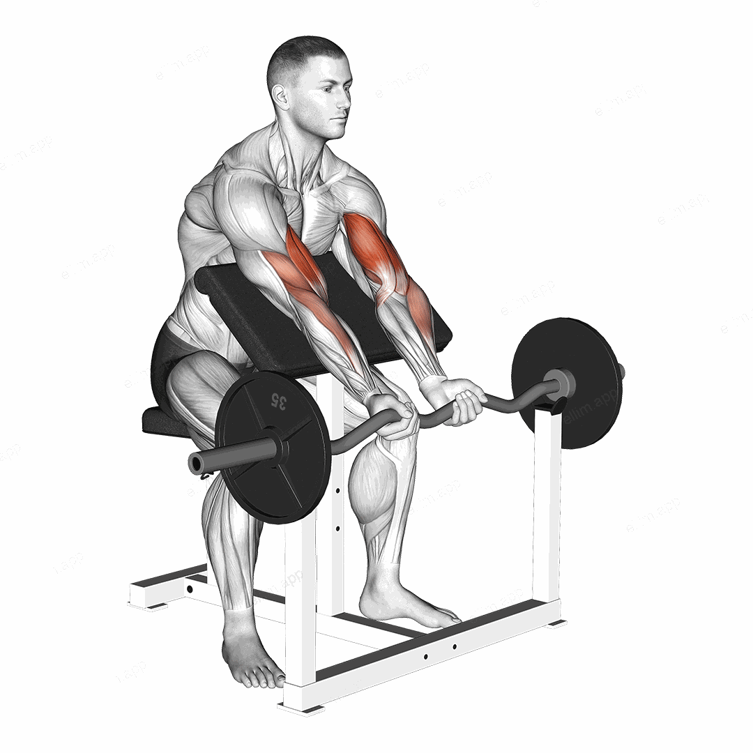 EZ Barbell Close Grip Preacher Curl exercise targeting Upper Arms and Brachialis