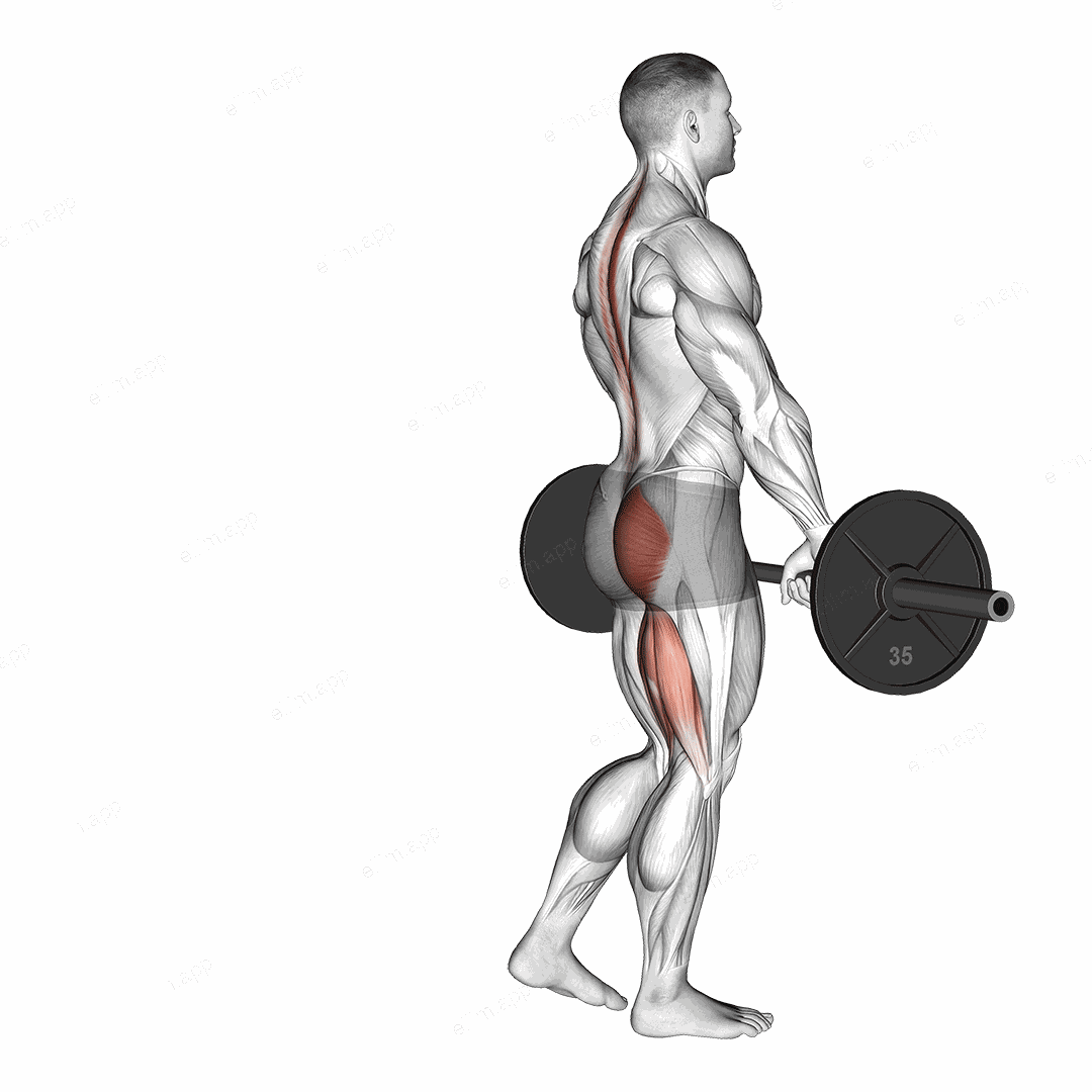 Barbell Single Leg Deadlift exercise targeting Hips and Gluteus Maximus