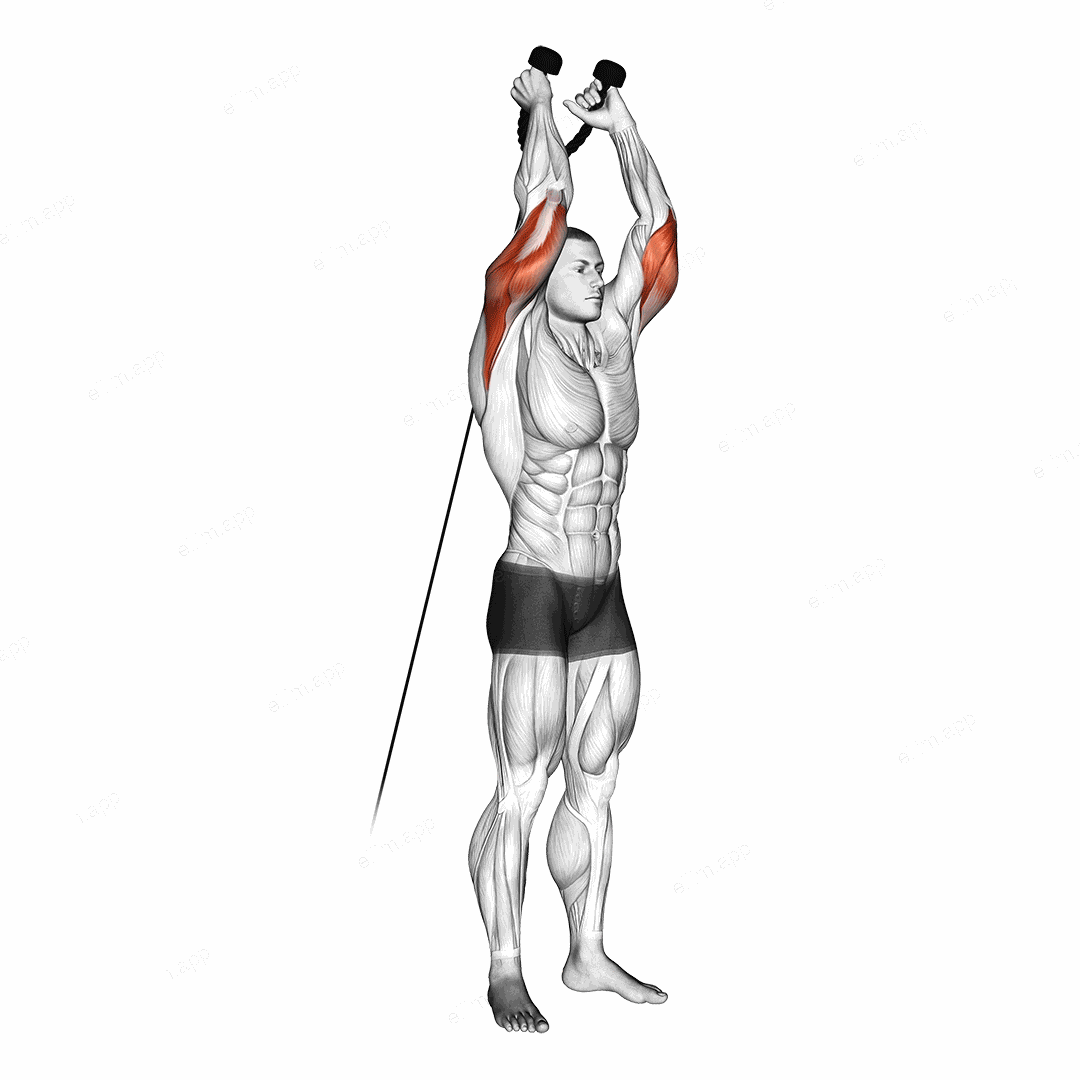 Cable Overhead Triceps Extension (rope attachment) exercise targeting Upper Arms and Triceps Brachii