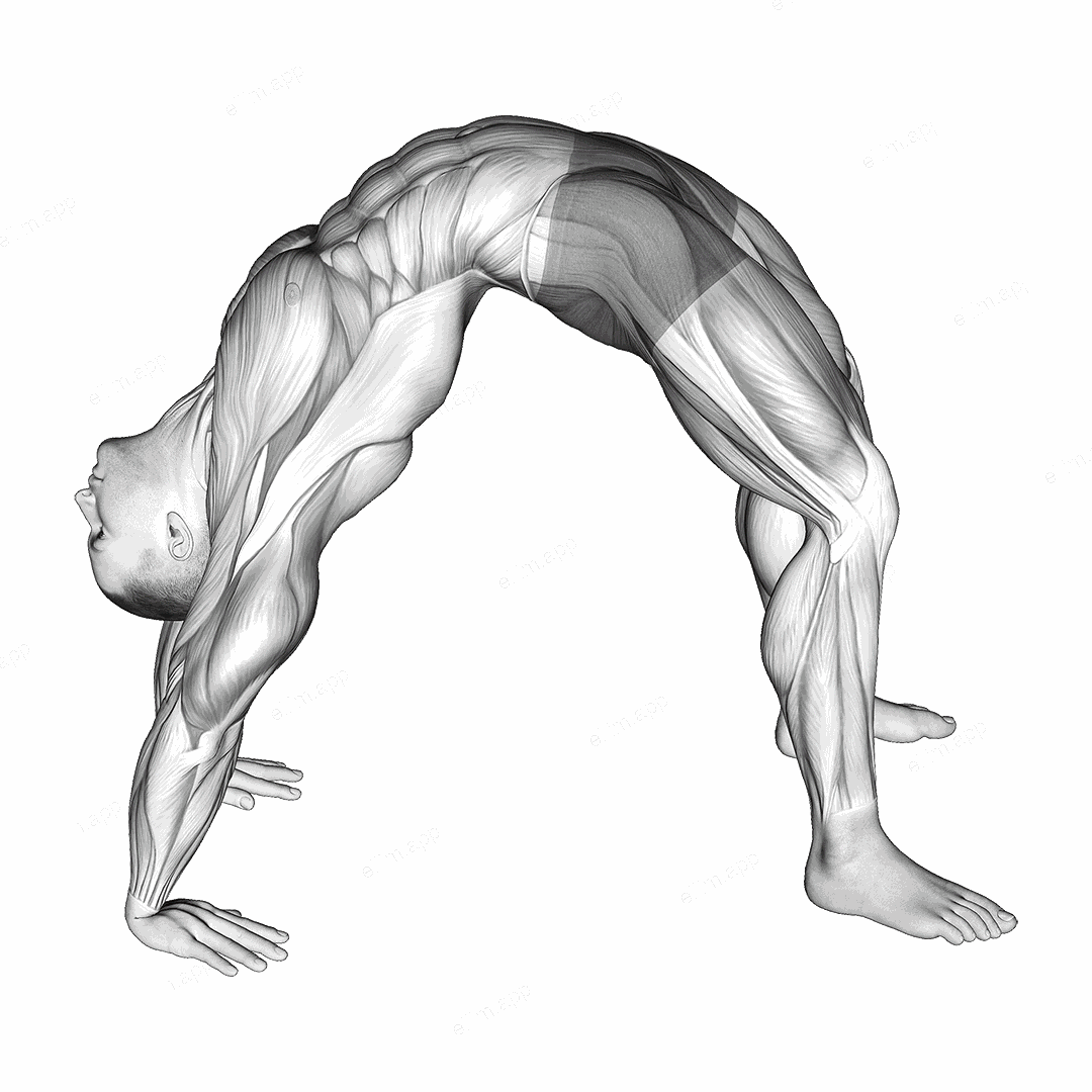 Bridge Pose Yoga Stretch exercise targeting Hips and Thighs