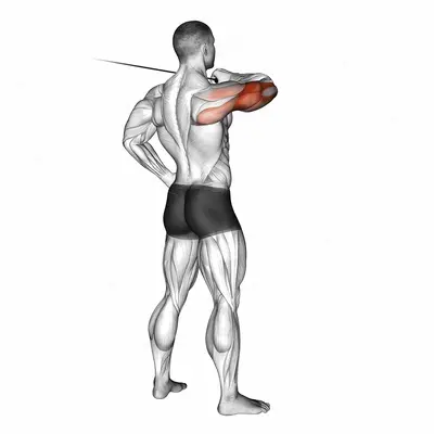 Cable Rear Drive exercise targeting Upper Arms and Triceps Brachii