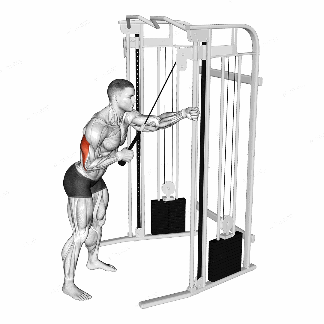 Cable Single Arm Triceps Pushdown (Rope Attachment) exercise targeting Upper Arms and Triceps Brachii