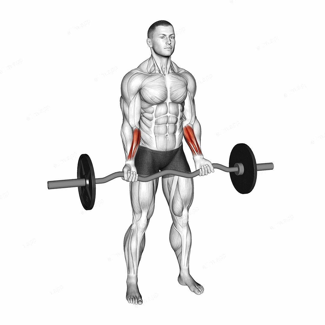EZ Barbell Standing Wrist Curl exercise targeting Forearms