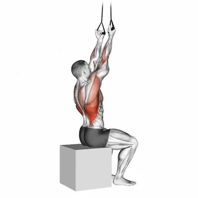 Band Fixed Back Underhand Pulldown exercise targeting Back and Latissimus Dorsi