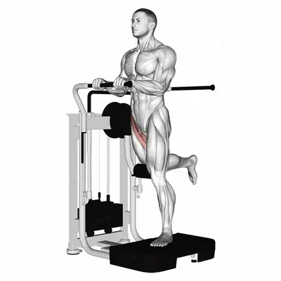 Lever Standing Leg Raise exercise targeting Hips and Gluteus Maximus