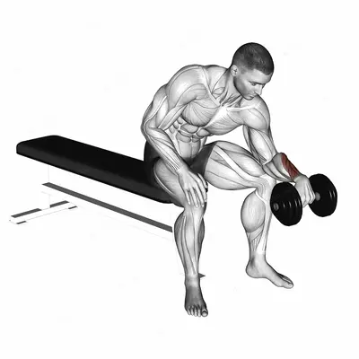 Dumbbell One arm Revers Wrist Curl exercise targeting Forearms and Wrist Extensors