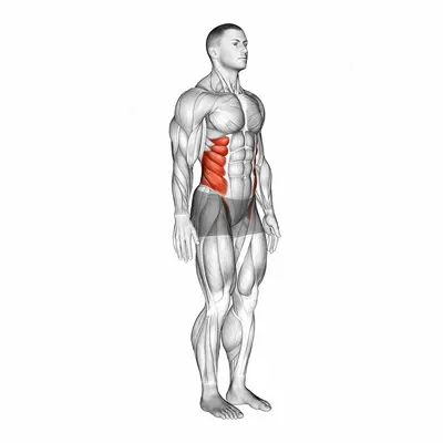 Spine (Lumbar) - Lateral Flexion exercise targeting Hips