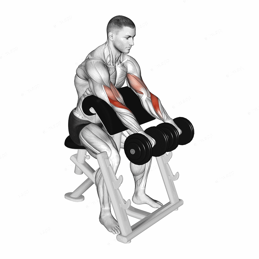 Dumbbell Reverse Preacher Curl exercise targeting Forearms and Brachioradialis