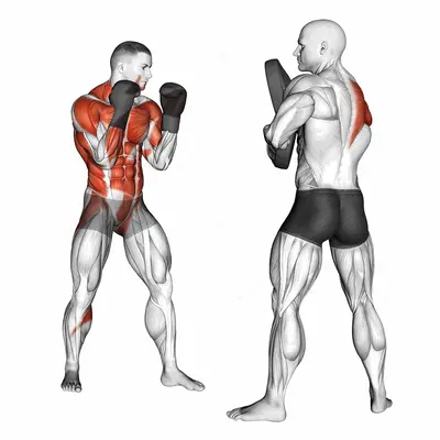 Boxing Right Cross (with partner) exercise targeting Plyometrics