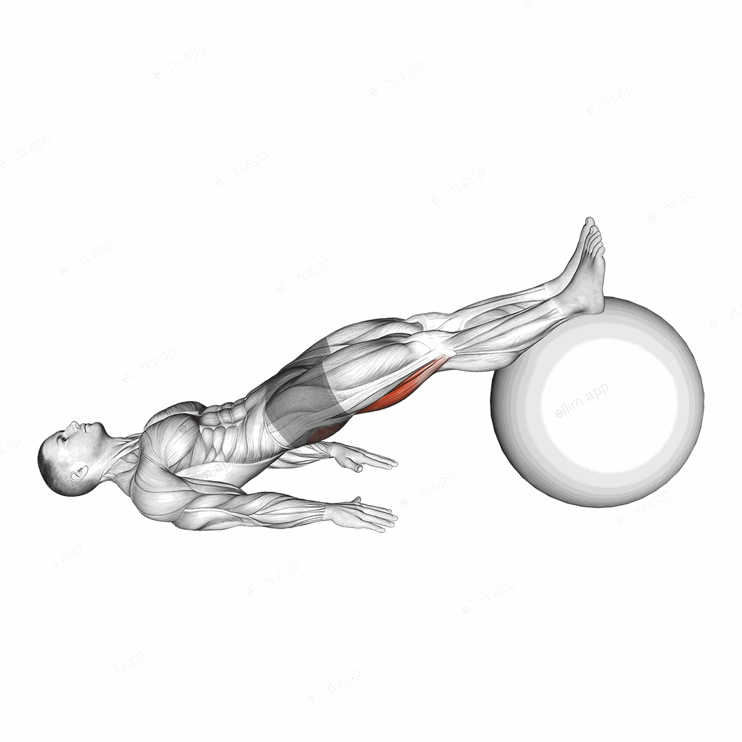 Exercise Ball Leg Curl exercise targeting Thighs and Hamstrings
