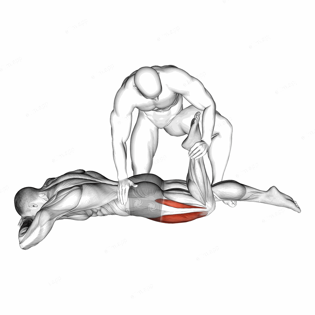 Assisted Prone Lying Quadriceps Stretch exercise targeting Thighs