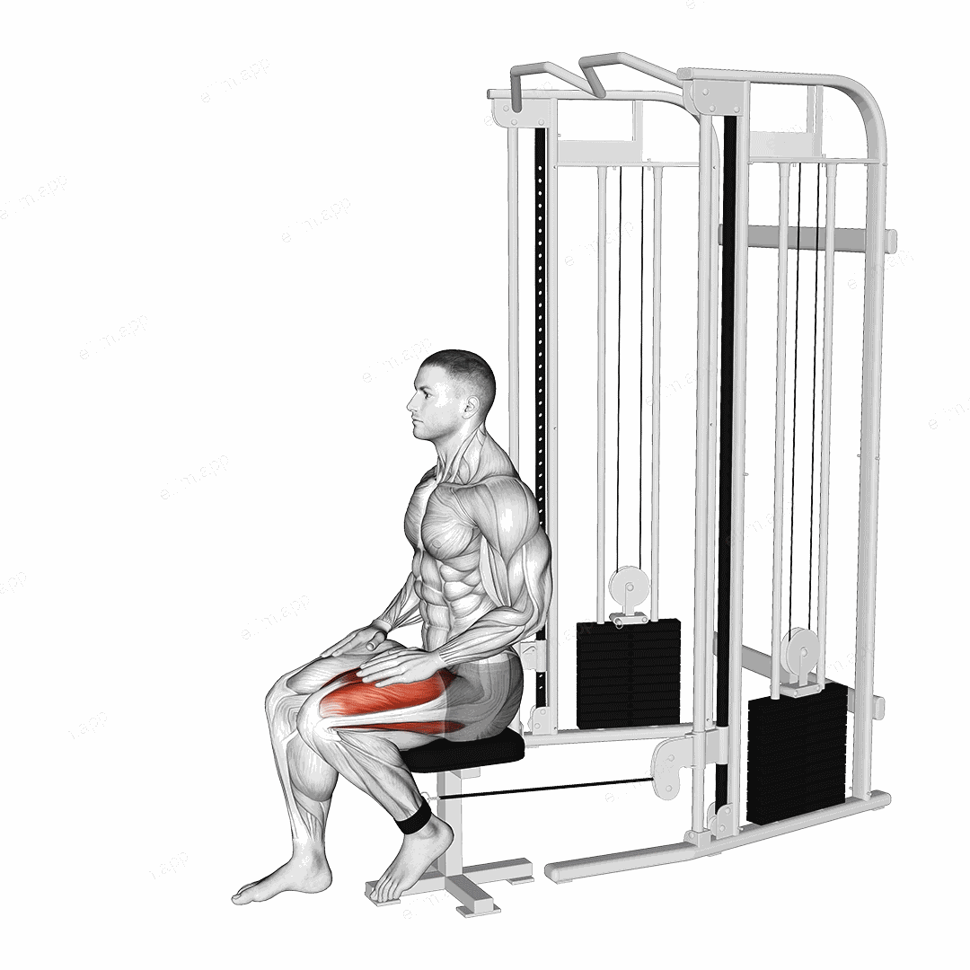 Cable Seated Leg Extension exercise targeting Thighs