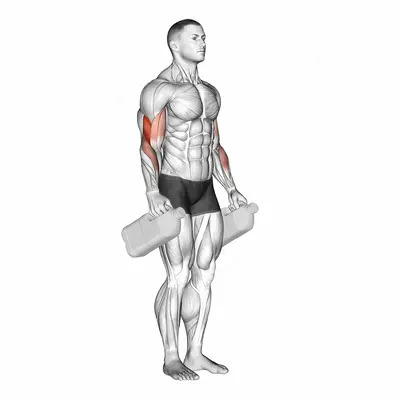 Bottle Hammer Curl exercise targeting Upper Arms and Brachialis