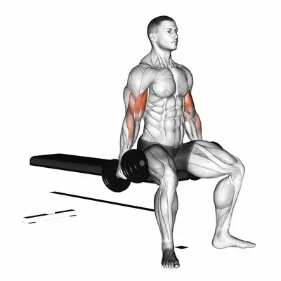 Dumbbell Seated Curl exercise targeting Upper Arms and Biceps Brachii