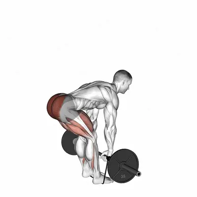 Barbell Banded Romanian Deadlift exercise targeting Hips
