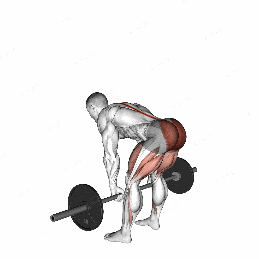 Barbell Romanian Deadlift exercise targeting Hips and Erector Spinae