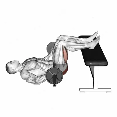 Barbell Glute Bridge Two Legs on Bench exercise targeting Hips and Gluteus Maximus