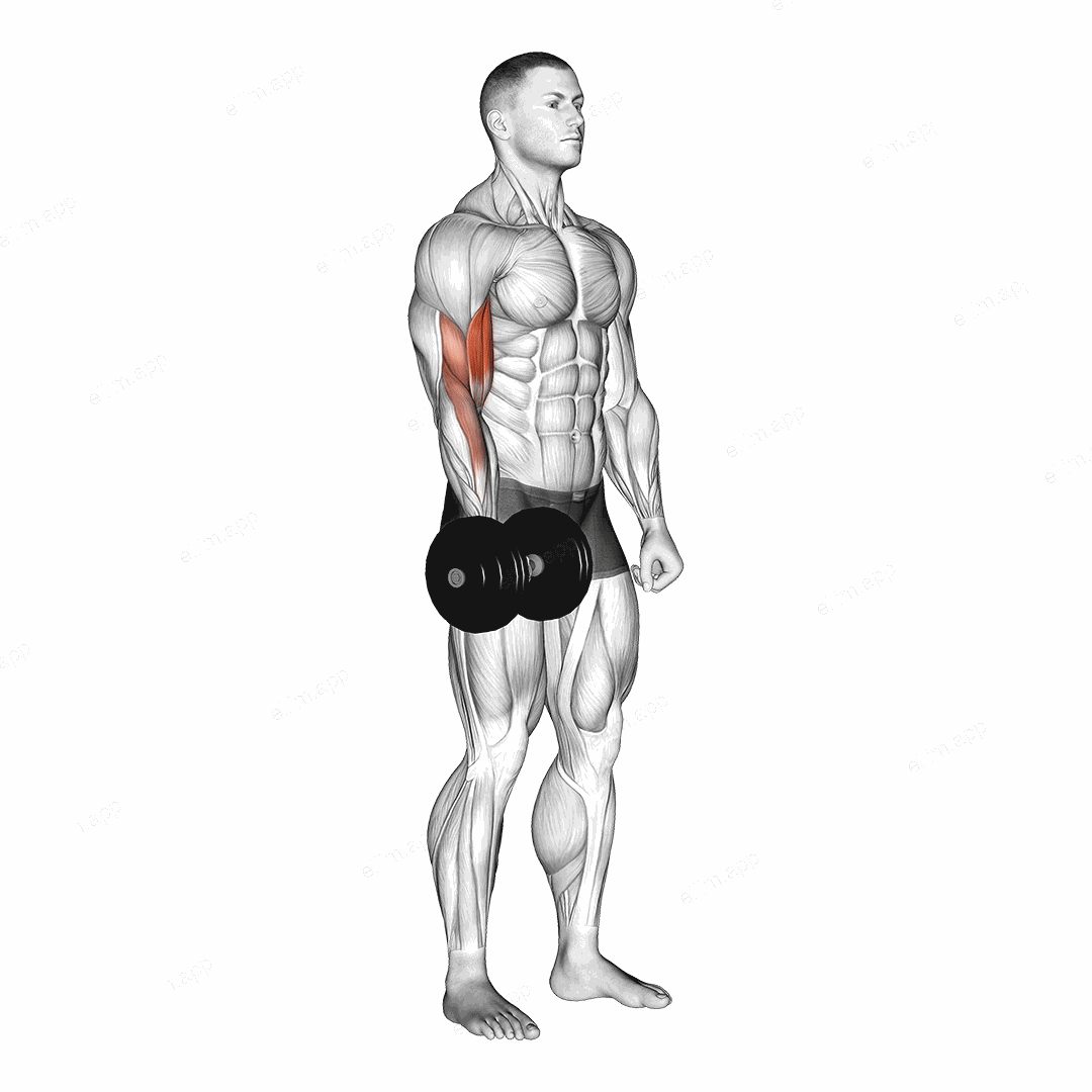 Dumbbell One Arm Standing Curl exercise targeting Upper Arms