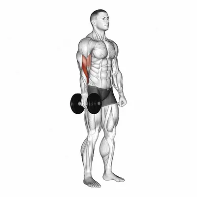 Dumbbell One Arm Standing Hammer Curl exercise targeting Upper Arms