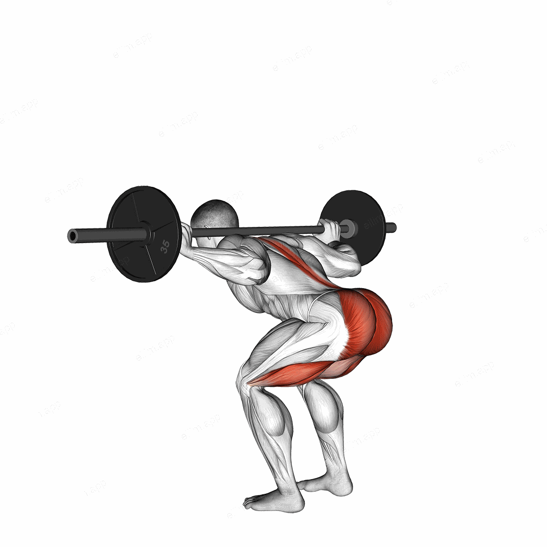 Barbell Stiff Leg Good Morning exercise targeting Thighs and Erector Spinae